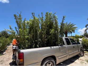 7 foot podocarpus free delivery