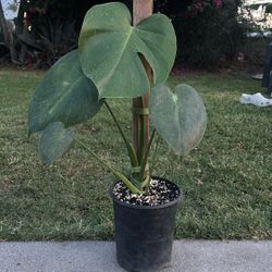 Monstera deliciosa 