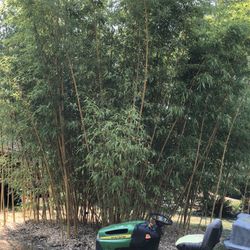 Giant Golden Timber Bamboo