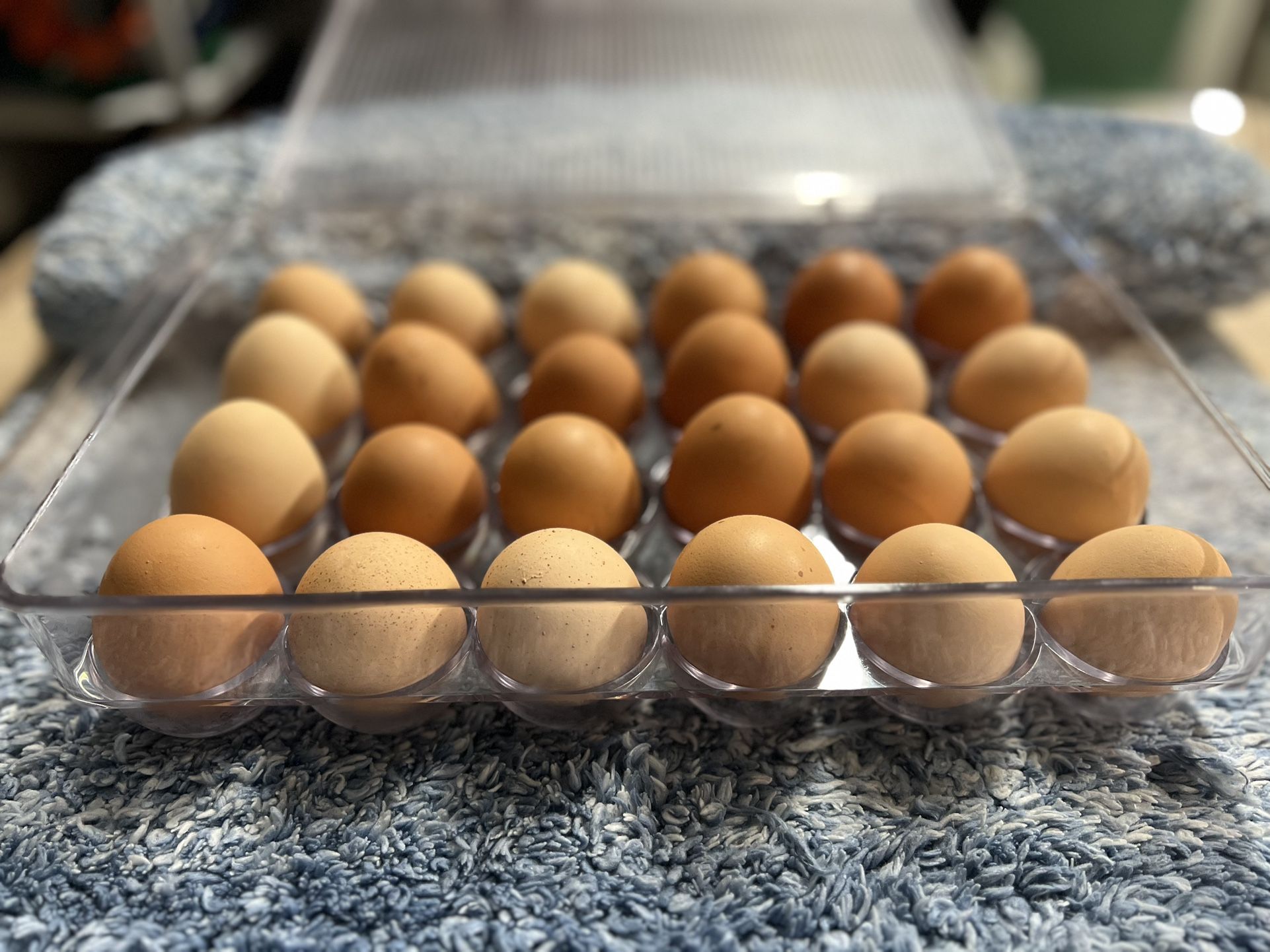 EGGS