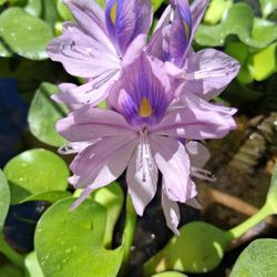 Water hyacinth floating plant Flower
