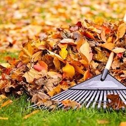 🍃 Leaf Clean Up!!!! 🍂🍁
