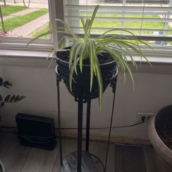 Planta Natural 