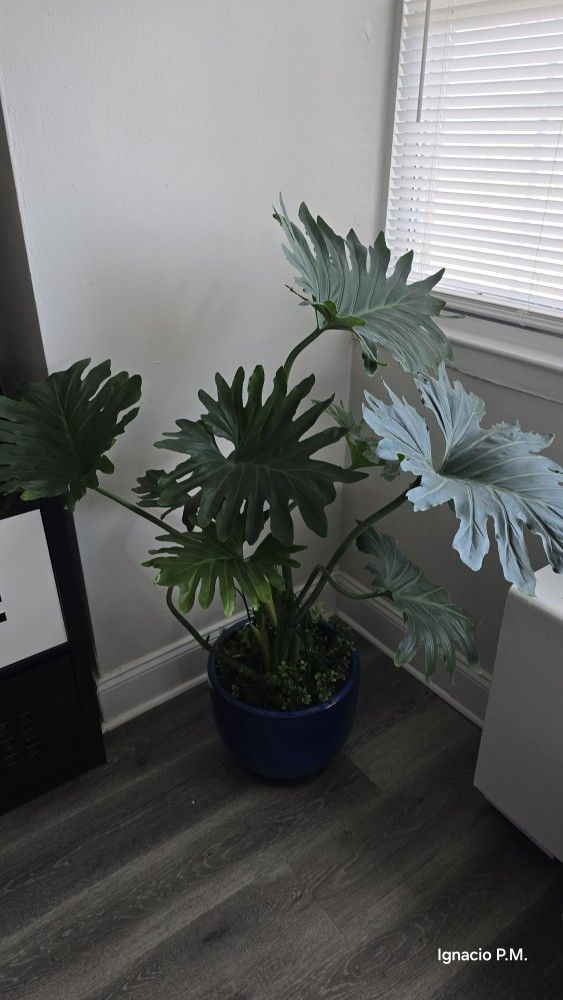 Philodendron Selloum Shangri La Live Plant