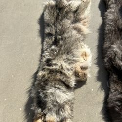 Alaskan Wolf Pelt 