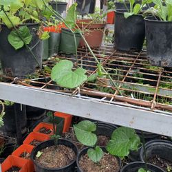 Chayotes Plant.  11$