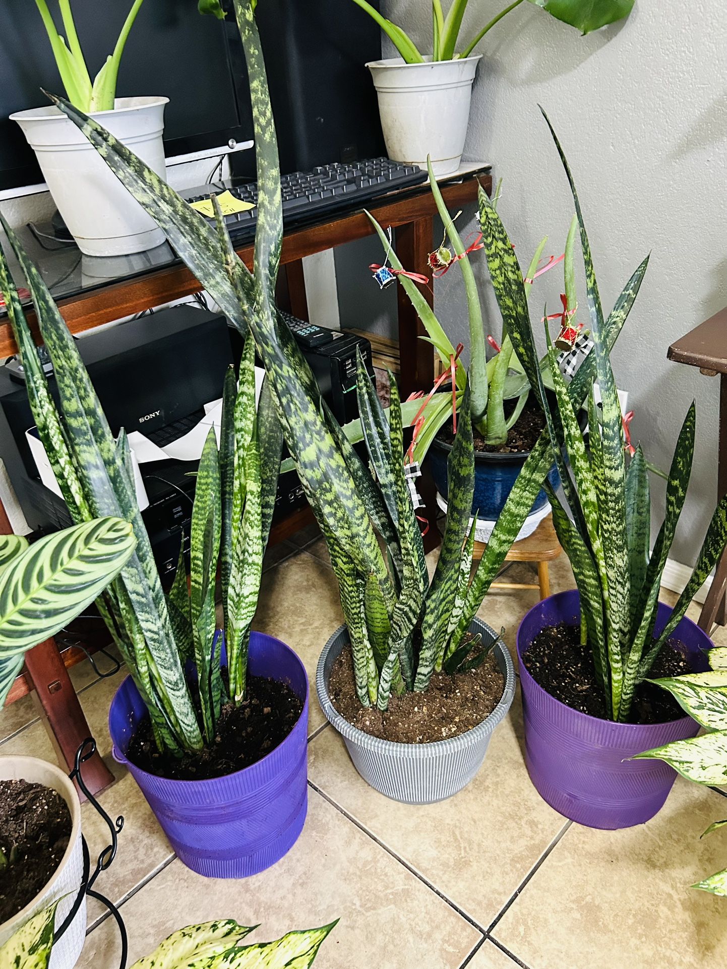 Plants For Sale 25 Each 