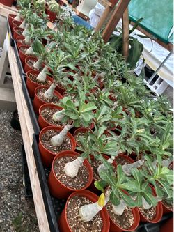 Weekend sale desert rose in 6” pots$18 each