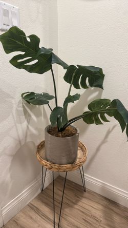 Plant And Stand