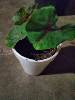 Plantas $3 cada una