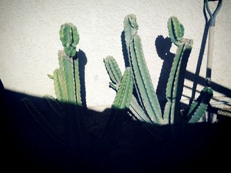 2 Cactus