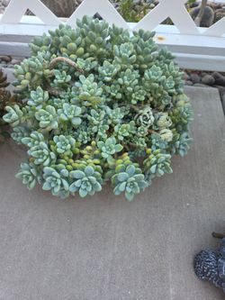 Established Succulent Plant