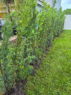 podocarpus6 to 7 feet tall  Instant Privacy Hedge For Fence Green Full Ready Best plant for fencing hedges and privacy low maintenance minimum qty 30+