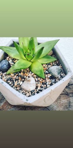 Geometric succulent
