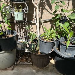 Moringa Tree