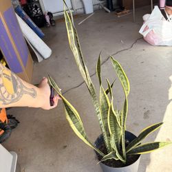 Snake Plant 