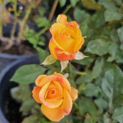 Rose Pot 