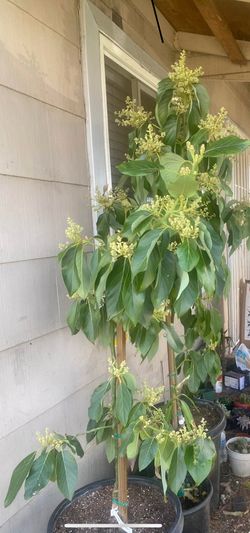 Alvocado Tree