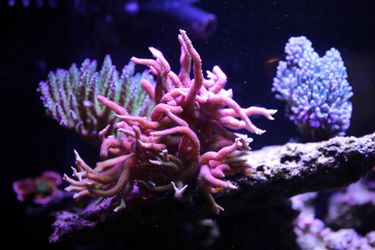 ORA Birds of Paradise Coral Colonies Reef Saltwater