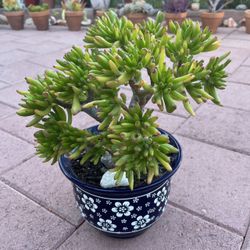 Homegrown Beautiful Succulents In White Blue Flower Ceramic Pot