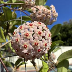 Hoya Carnosa Plant 