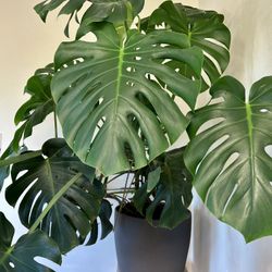 Monstera Deliciosa