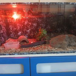 Snake Custom Tank 