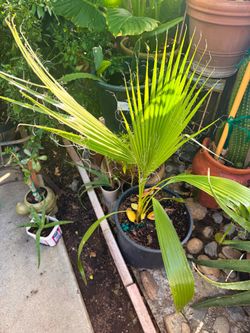Young Mexican Fan Palm Tree 🌴 | Established & Ready to Grow | $20