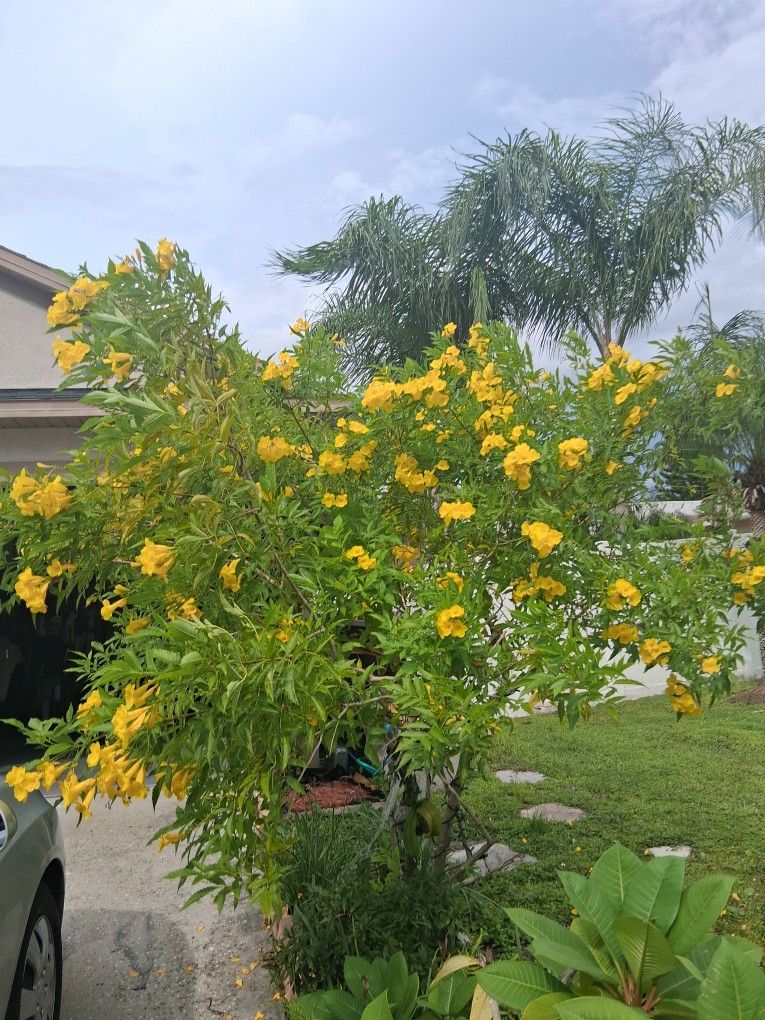 Arbol De La Esperanza