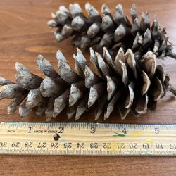 Pine Cones( Have Dryer Out For 1 year
