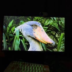 ASUS MONITOR 300hz 