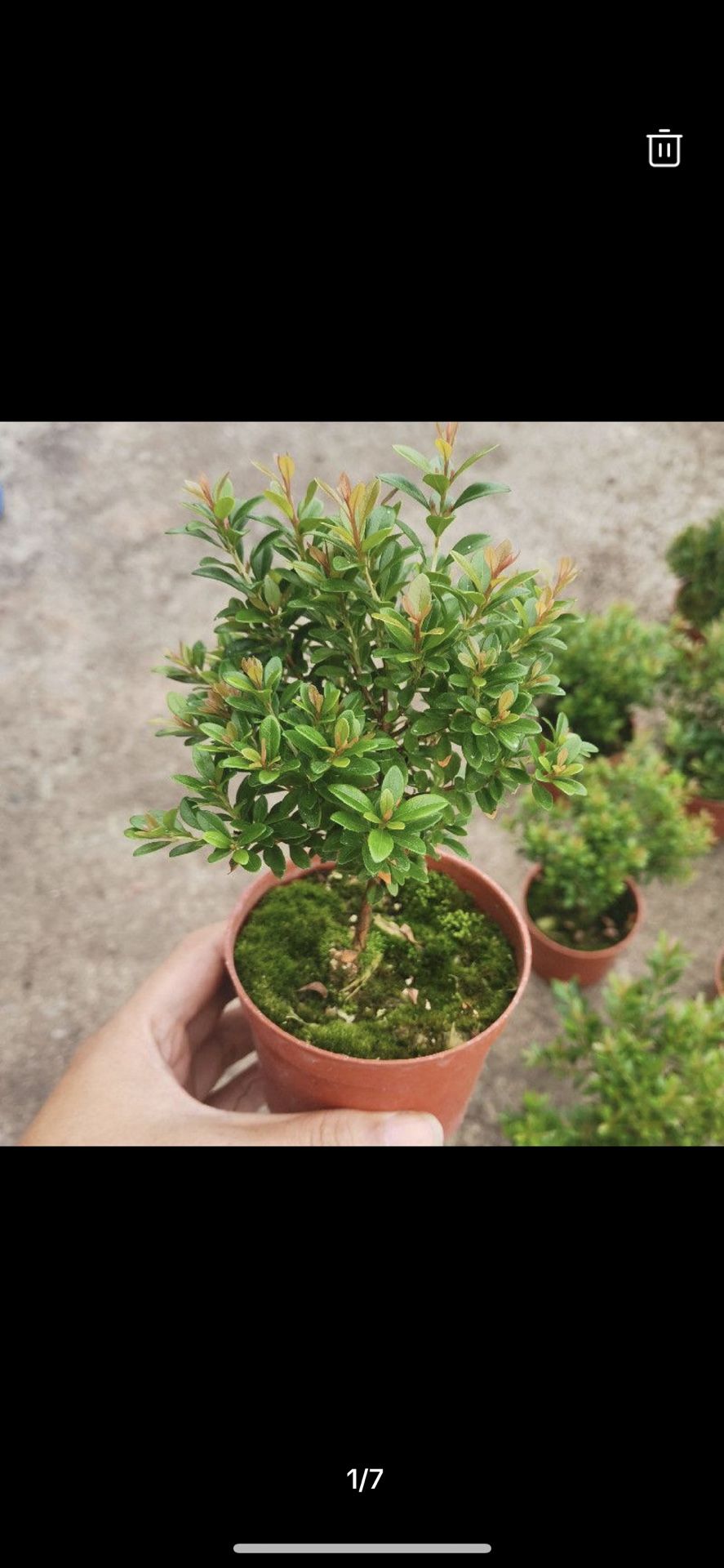 Real Live Syzygium buxifolium Tree Of Life Terrarium Plant