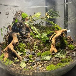 Terrarium 