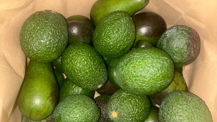 Avocados 🥑