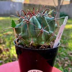 Ferocactus (Katy 77449)