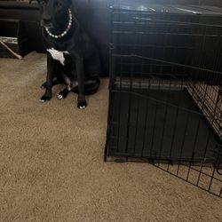 MidWest Life Stages Double Door Collapsible Wire Dog Crate, 30 inch
