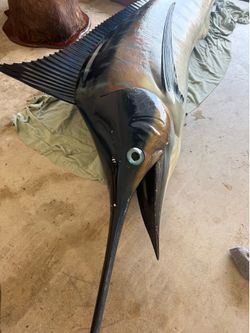 10ft Blue Marlin taxidermy
