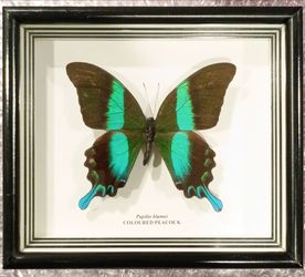 Rare Coloured Peacock Butterfly Entomology Specimen