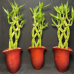 Lucky Bamboo Plants In A Tall Red Vases($10 each ,18”tall .