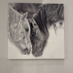 B&W Horse VII by PHBurchett Graphic Art Print on Canvas