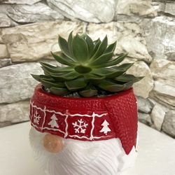 🎄🎁 Succulent Echeveria Lipstick  House Plant In Cute Textured Ceramic Pot 4'5" H.