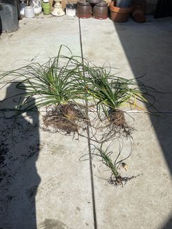 Ponytail trees 2 medium 1 small & a ball with it that’s rooting