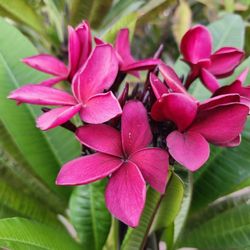 Plumeria Cuttings  !