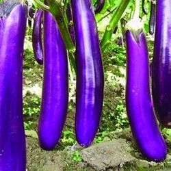 2X Japanese Ichiban Eggplant Seedling Plants 1 Gallon