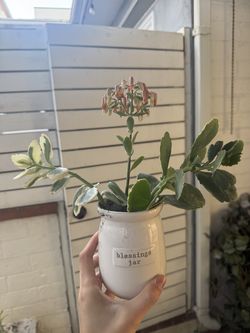 Succulent plant in Blessings Jar Pot