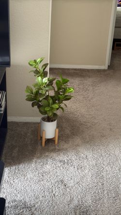 Fake plant