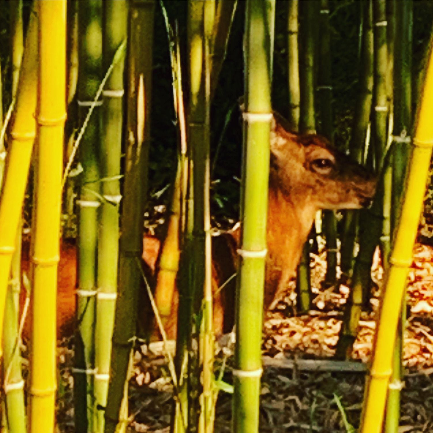 Bamboo