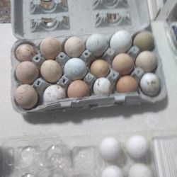 Farm Fresh Eggs Fertile