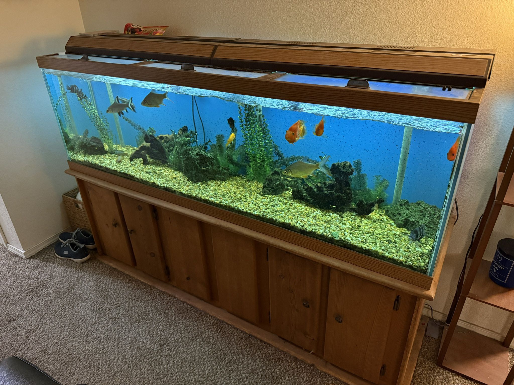125 Gallon Fish Tank with cabinet