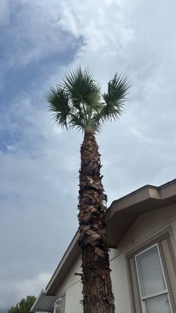 Palms Trimming 